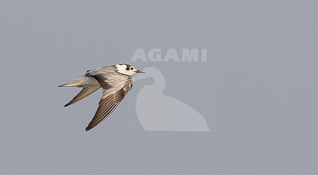 White-winged Tern (Chlidonias leucopterus) wintering in Thailand. stock-image by Agami/Ian Davies,