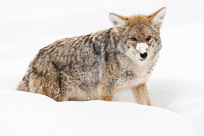 Prairiewolf staand in sneeuw; Coyote standing in snow stock-image by Agami/Caroline Piek,