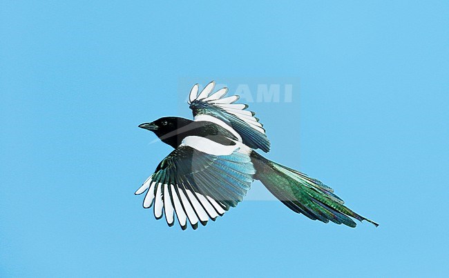 Ekster in vlucht; Eurasian Magpie (Pica pica) in flight stock-image by Agami/Dick Forsman,