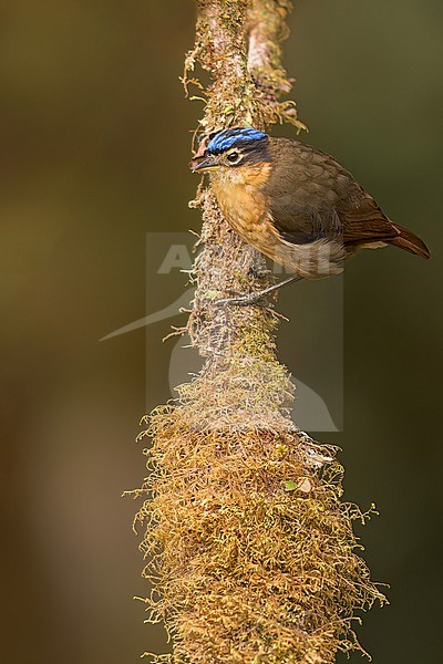 Blue-capped Ifrita (Ifrita kowaldi) Perched on a branch in Papua New Guinea stock-image by Agami/Dubi Shapiro,