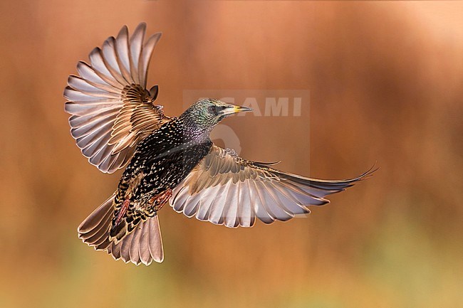 Spreeuw in vlucht; Common Starling in flight stock-image by Agami/Daniele Occhiato,