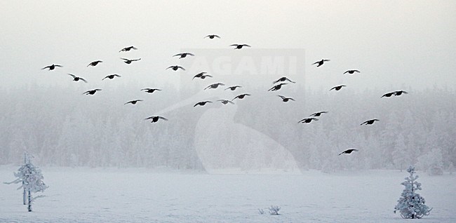 Korhoenders in de vlucht; Black Grouse in flight stock-image by Agami/Markus Varesvuo,