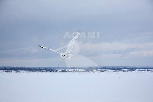 Sneeuwuil vliegend; Snowy Owl flying stock-image by Agami/Chris van Rijswijk,