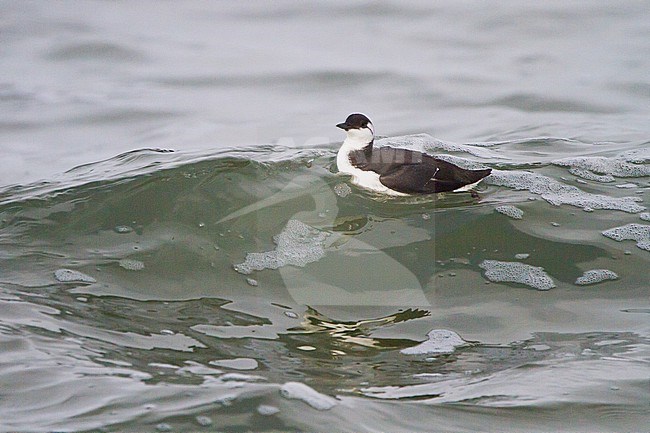 Zeekoet, Common Guillemot, Uria aalga winter plumage swimming stock-image by Agami/Menno van Duijn,