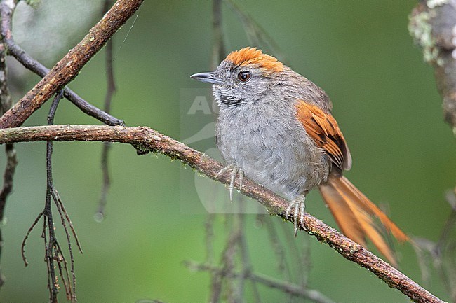 Azara's Spinetail (Synallaxis azarae media) at La Romera, Itagui, Antioquia, Colombia. stock-image by Agami/Tom Friedel,