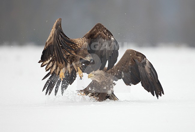 Zeearenden vechtend in de sneeuw, White-tailed Eagles fighting in the snow stock-image by Agami/Danny Green,