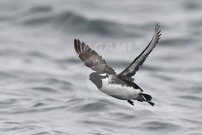 Ancient Murrelet (Synthliboramphus antiquus) flying over pacific ocean near Ostrova Dve Gagary, Kuril islands in Russia. stock-image by Agami/Laurens Steijn,