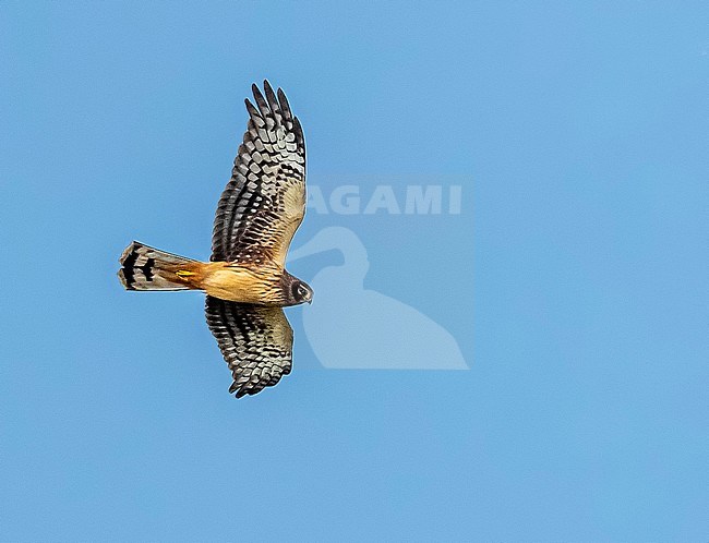 First winter male Northern Harrier (Circus hudsonius) flying over the Caldeira slopes near the Mountain Reservoir, Corvo, Azores, Portugal. stock-image by Agami/Vincent Legrand,