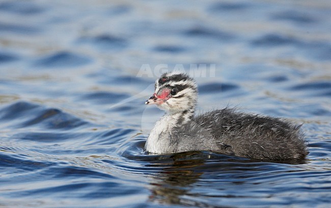 Kuifduiker jong; Horned Grebe juvenile stock-image by Agami/Markus Varesvuo,