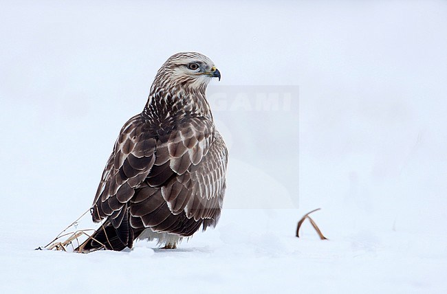 Rough-legged Buzzard (Buteo lagopus) wintering in Finland. stock-image by Agami/Arto Juvonen,