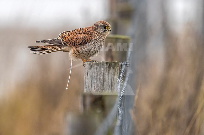 Juvenile male Common Kestrel (Falco tinnunculus tinnunculus) sitting on a post in Het Zwin, Retranchement, Zeeland, the Netherlands. stock-image by Agami/Vincent Legrand,