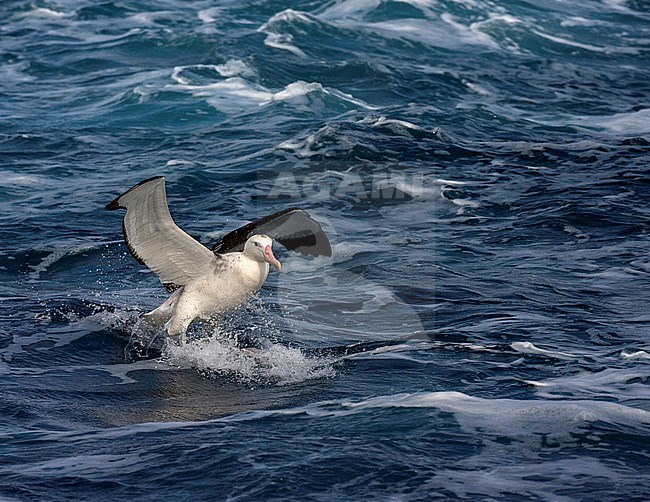 Critically endangered Tristan Albatross (Diomedea dabbenena) in the atlantic ocean off Gough island. Adult bird landing on blue colored rough seas. stock-image by Agami/Marc Guyt,