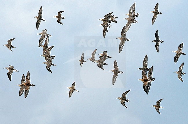 Ruff (Calidris pugnax) in the Netherlands. Large flock of waders in flight. stock-image by Agami/Fred Visscher,