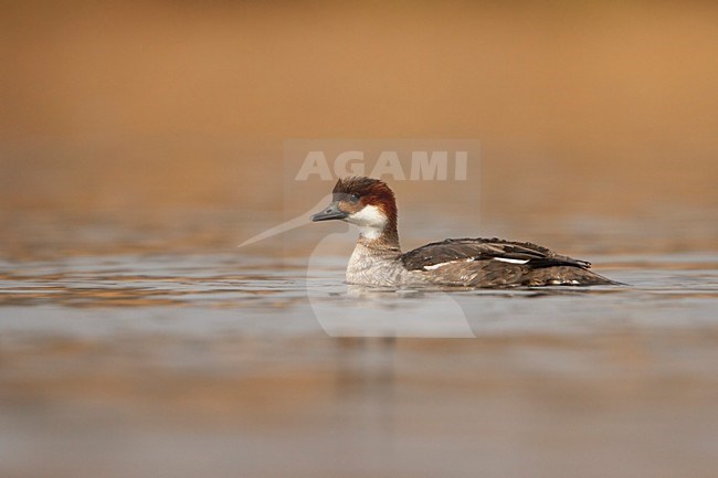 nonnetje laagstandpunt vrouw;	smew low point of view female;	ZwergsÃ¤ger	;	Mergellus albellus stock-image by Agami/Walter Soestbergen,