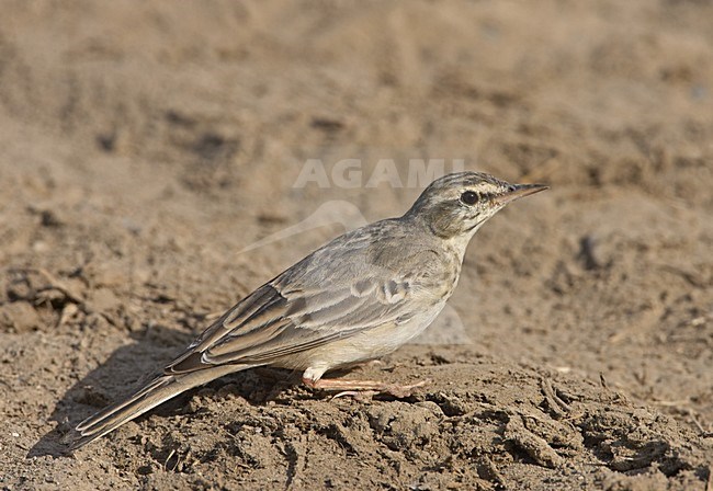Tawny Pipit standing on the ground; Duinpieper zittend op de grond stock-image by Agami/Jari Peltomäki,