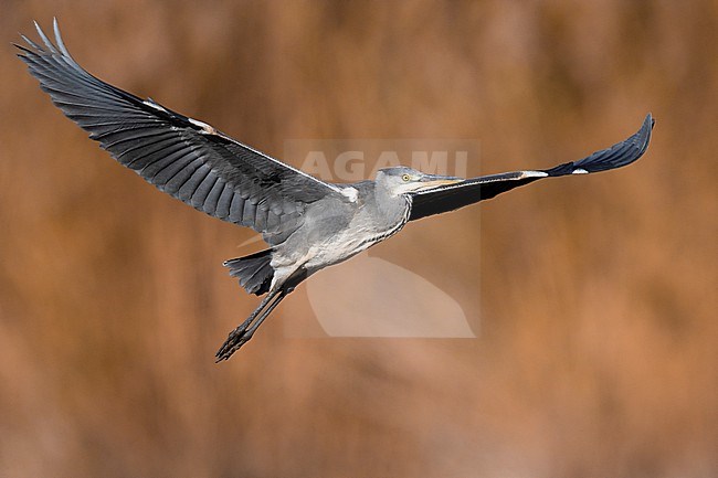 Grey Heron (Ardea cinerea), juvenile in flight, Campania, Italy stock-image by Agami/Saverio Gatto,