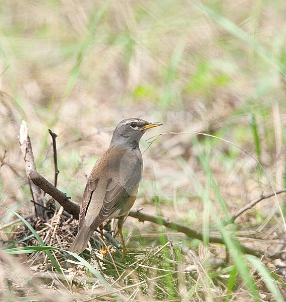 Eyebrowed Thrush (Turdus obscurus) stock-image by Agami/Roy de Haas,