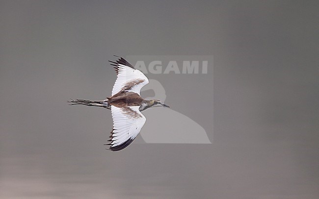 Pheasant-tailed Jacana (Hydrophasianus chirurgus) in flight at Chiang Saen Lake, Thailand stock-image by Agami/Helge Sorensen,