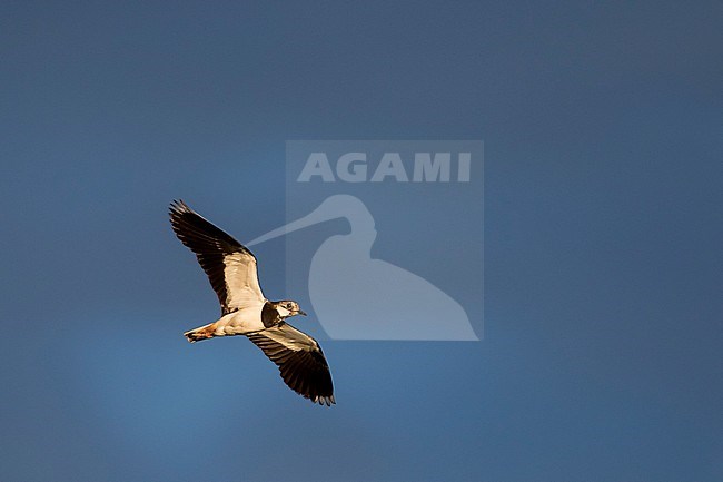 Northern Lapwing - Kiebitz - Vanellus vanellus, Russia (Baikal), adult stock-image by Agami/Ralph Martin,