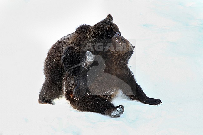 Bruine beren vechtend in sneeuw; Brown Bear fighting in snow stock-image by Agami/Chris van Rijswijk,