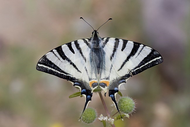 Koningspage, Scarce Swallowtail stock-image by Agami/Bas Haasnoot,