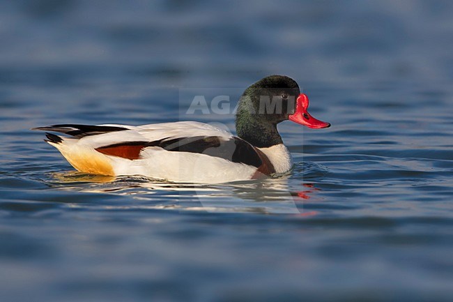 Bergeend; Common Shelduck stock-image by Agami/Daniele Occhiato,