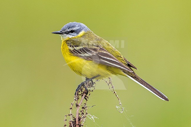 Adult Male Sykes's Yellow Wagtail (Motacilla flava beema) perched on a bush in Monetnyy, near Yekaterinburg, Russian Federation. stock-image by Agami/Rafael Armada,