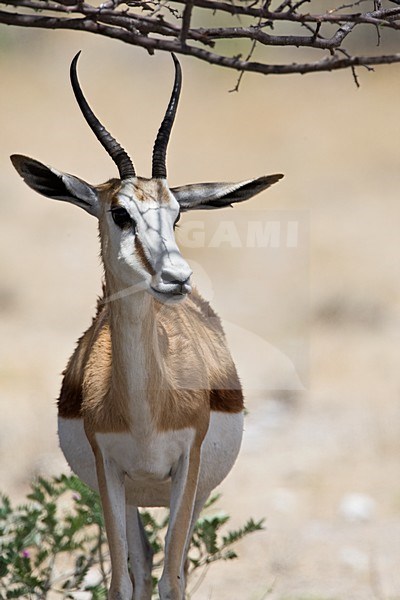 Springbok staand in schaduw Namibie, Springbok standing at shadow Namibia stock-image by Agami/Wil Leurs,