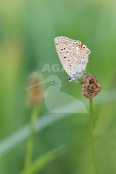 Common Blue, Polyommatus icarus, Hauhechel-Bläuling, Germany (Baden-Württemberg), imago stock-image by Agami/Ralph Martin,