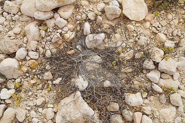 Landscape Wadi at Ash Shuwaymiyyah, Oman stock-image by Agami/Ralph Martin,