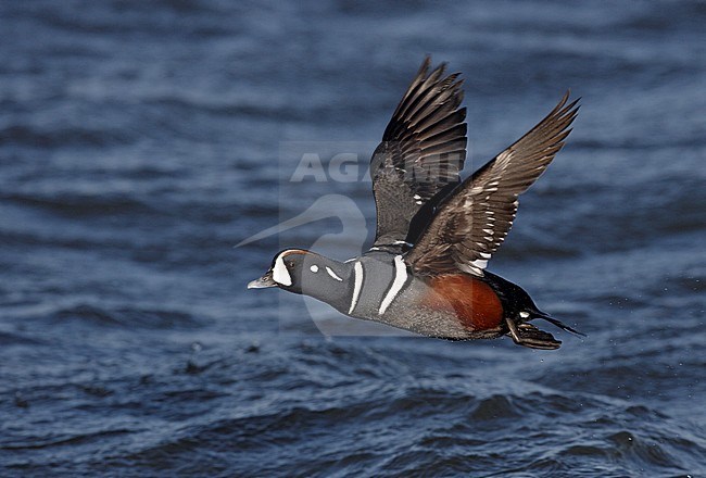 Volwassen Harlekijneend in vlucht, Adult Harlequin Duck in flight stock-image by Agami/Mike Danzenbaker,