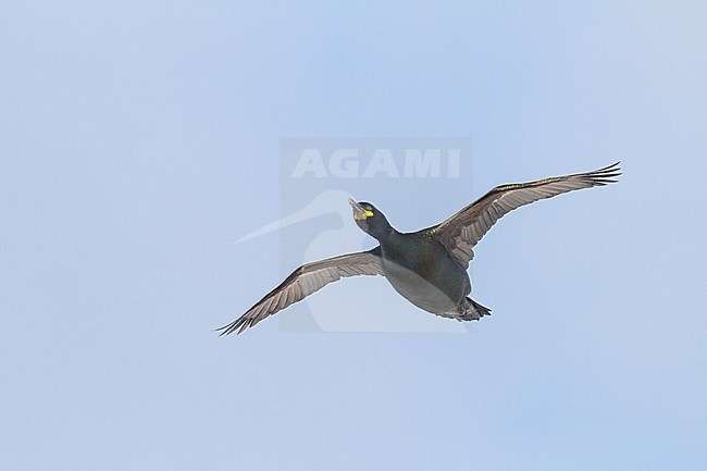 Adult European Shag (Phalacrocorax aristotelis aristotelis) in flight over colony in arctic northern Norway during the breeding season. stock-image by Agami/Ralph Martin,