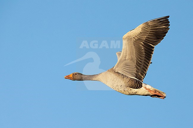 Greylag Goose (Anser anser), side view of an adult in flight, Northeastern Region, Iceland stock-image by Agami/Saverio Gatto,