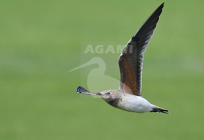 Collared Pratincole (Glareola pratincola) during late summer or early autumn in Spain. stock-image by Agami/Laurens Steijn,