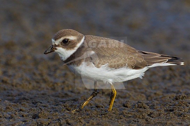 Amerikaanse Bontbekplevier; Semipalmated Plover; Charadrius semipalmatus stock-image by Agami/Daniele Occhiato,