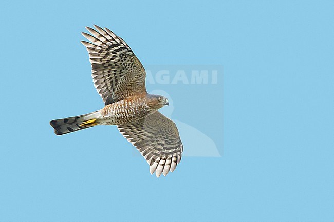 Adult male Sharp-shinned Hawk (Accipiter striatus) in flight against a blue sky as background in Chambers County, Texas, USA, during autumn migration. Seen from below. stock-image by Agami/Brian E Small,