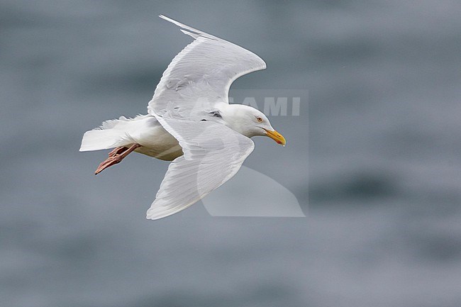 Glaucous Gull (Larus hyperboreus leuceretes), side view of an adult in flight, Western Region, Iceland stock-image by Agami/Saverio Gatto,