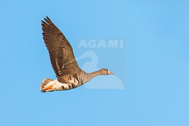 Adult
Colusa Co., CA
January 2023 stock-image by Agami/Brian E Small,