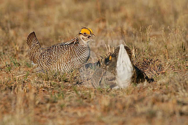 Adult male
Roosevelt Co., NM
April 2006 stock-image by Agami/Brian E Small,