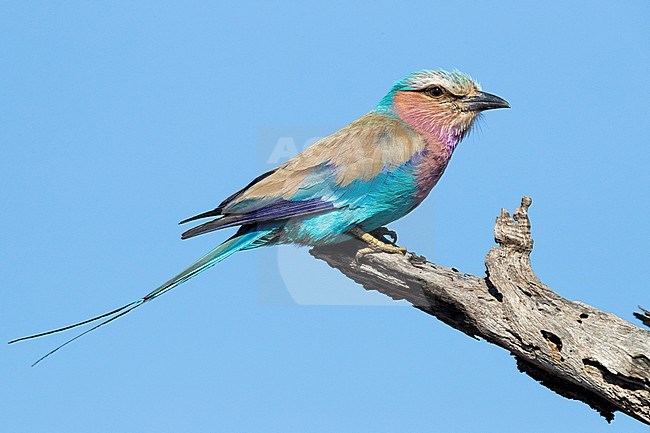 Lilac-breasted Roller (Coracias caudatus), side view of an adult perched on a dead branch, Mpumalanga, South Africa stock-image by Agami/Saverio Gatto,