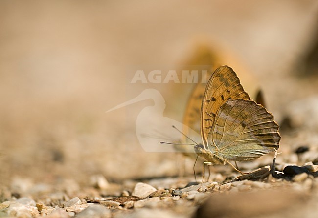 Keizermantels,Silver-washed Fritillaries stock-image by Agami/Rob de Jong,