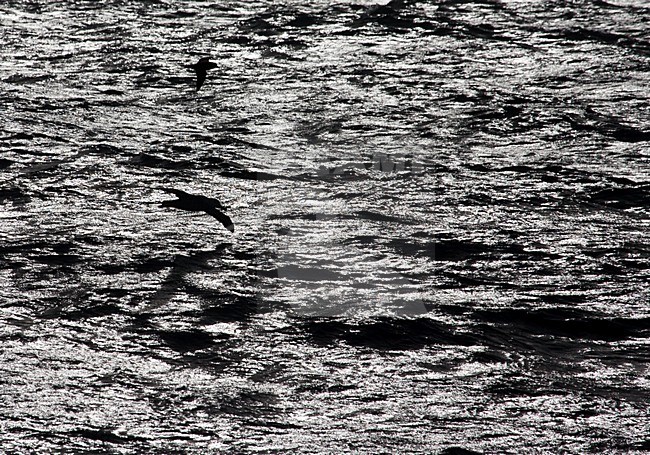 Grote Albatros vliegend met tegenlicht; Snowy (Wandering) Albatross flying with backlight stock-image by Agami/Marc Guyt,