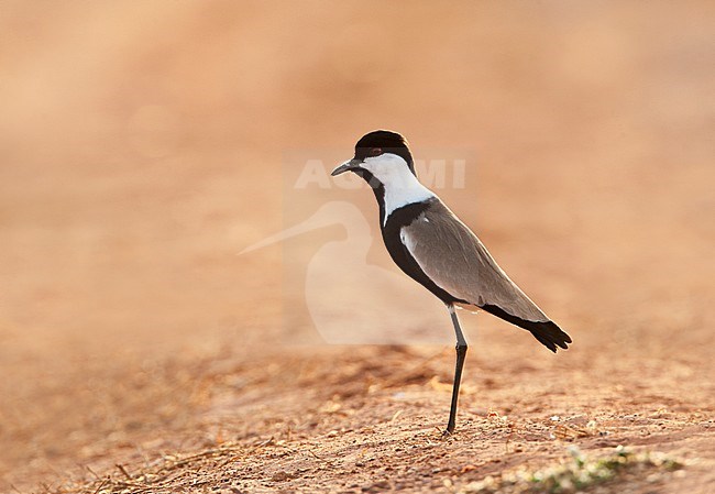 Spur-winged Plover (Vanellus spinosus) standing along the shore of a sewage pond in the Gambia against a brown natural background. stock-image by Agami/Marc Guyt,