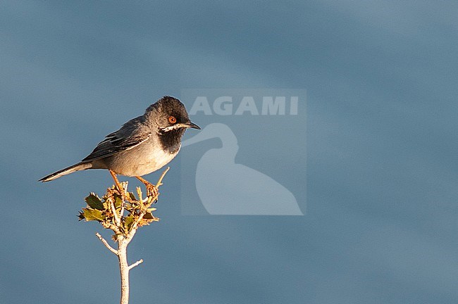 Adult male Ruppell's Warbler (Sylvia ruppeli) near Molivos on the island on Lesvos, Greece. Perched on top of coastal plant. stock-image by Agami/Marc Guyt,