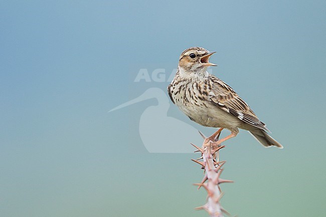 Woodlark - Heidelerche - Lullula arborea ssp. pallida; Romania, adult stock-image by Agami/Ralph Martin,