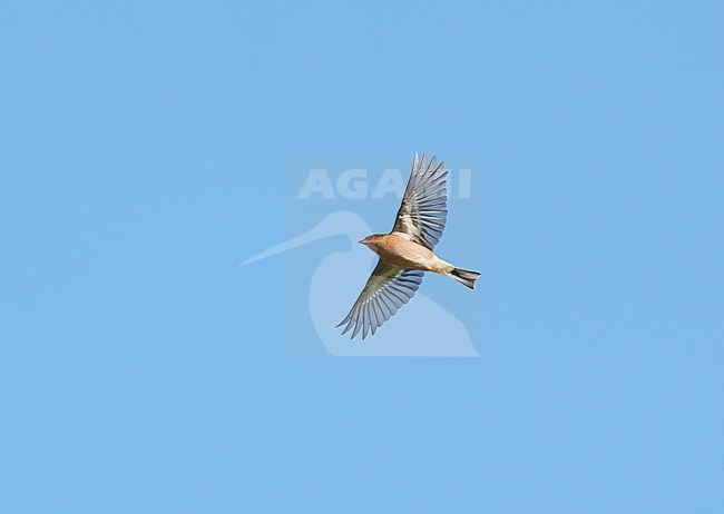 Common Chaffinch (Fringilla coelebs) on migration flying against a blue sky showing underside and wings fully spread stock-image by Agami/Ran Schols,