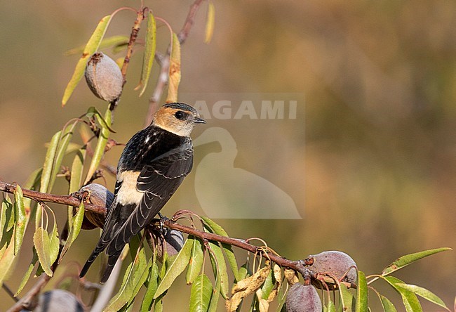 Juvenile Red-rumped Swallow (Cecropis daurica) during late summer in Spain. Perched in a fruiting tree, seen on the back, showing rump. stock-image by Agami/Edwin Winkel,