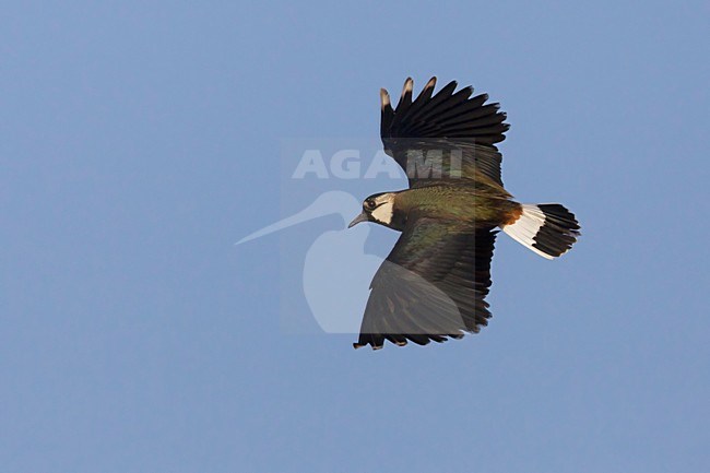 Kievit in vlucht, Northern Lapwing in flight stock-image by Agami/Daniele Occhiato,