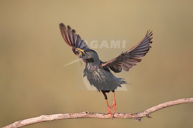 Opvliegende Spreeuw met prooien naar zijn nest; Starling flying off stock-image by Agami/Marc Guyt,