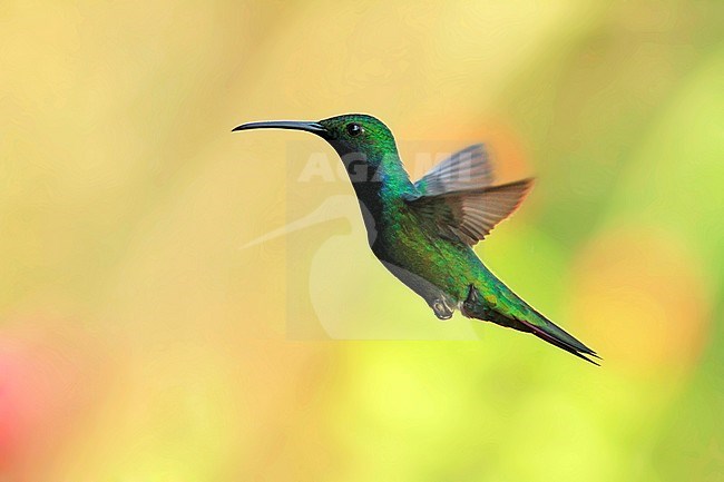 Black-throated Mango (Anthracothorax nigricollis) in flight against a green backgroud stock-image by Agami/Pete Morris,